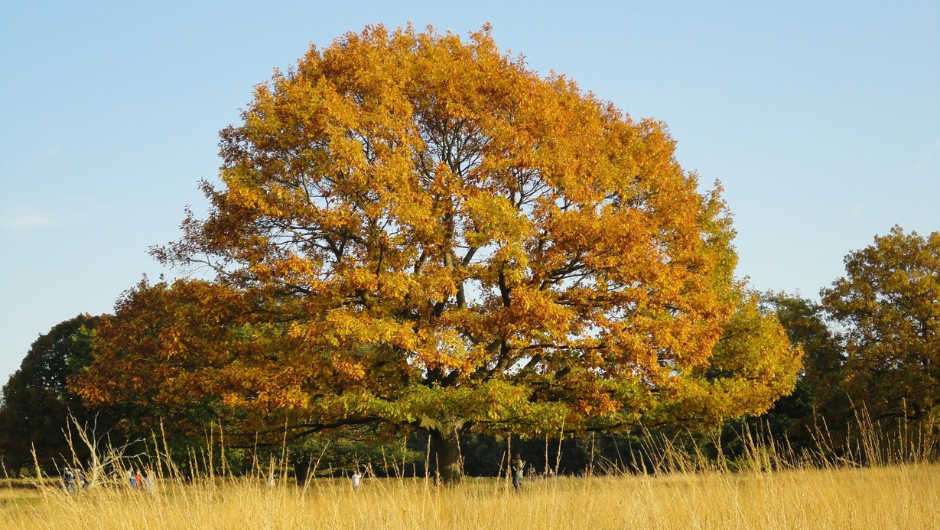 An oak tree stands in the middle of a field with golden autumnal leaves.